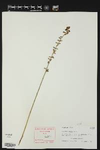 Aletris aurea image