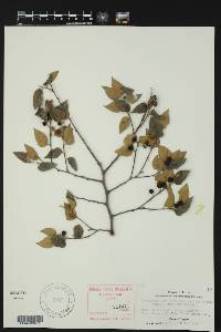 Celtis tenuifolia image