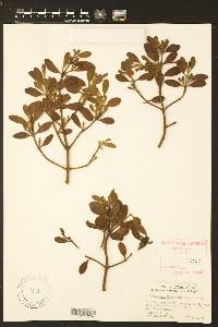 Phoradendron leucarpum subsp. leucarpum image