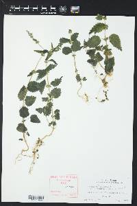 Urtica chamaedryoides image