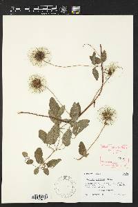 Clematis texensis image