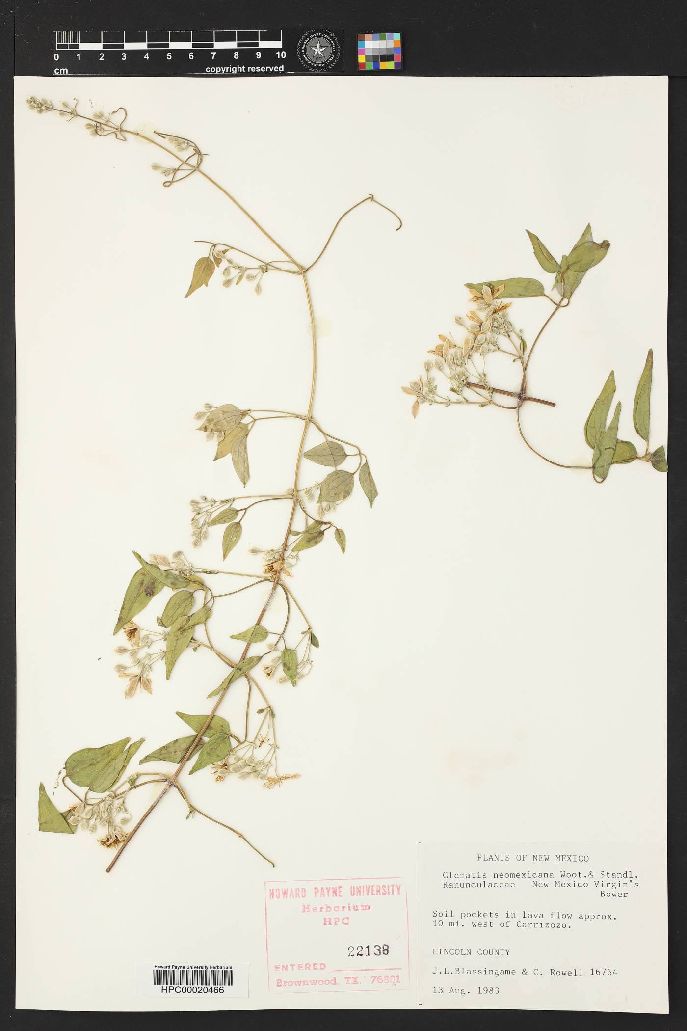 Clematis ligusticifolia var. ligusticifolia image