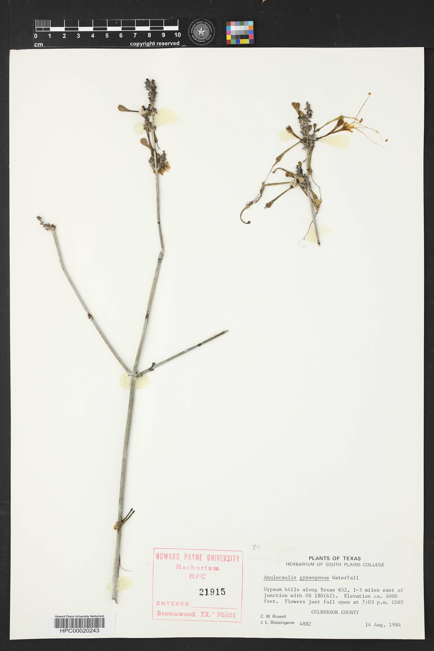 Anulocaulis gypsogenus image