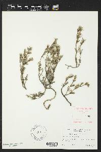 Sesuvium verrucosum image