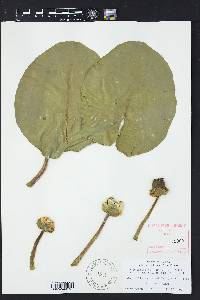 Nuphar advena image