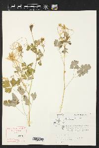 Aquilegia chrysantha image