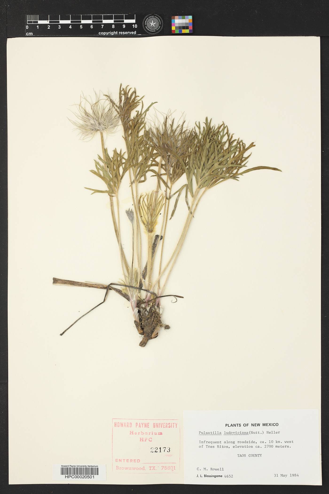 Pulsatilla patens subsp. multifida image
