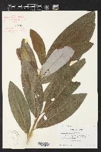 Magnolia virginiana image
