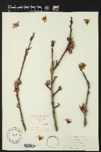 Prunus persica image