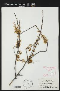 Prunus reverchonii image