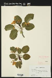 Malus sylvestris image