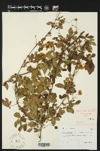 Rubus trivialis image