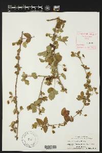 Rubus trivialis image