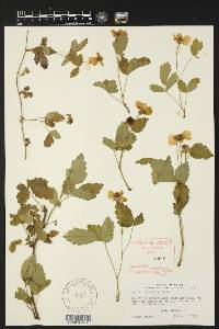 Rubus trivialis image