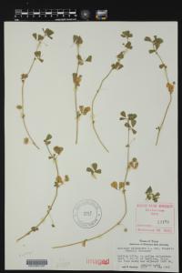 Medicago polymorpha image
