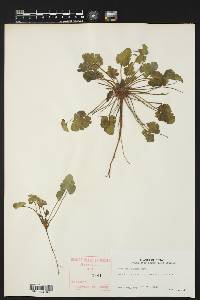 Erodium texanum image