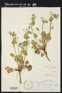 Erodium texanum image