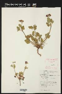 Erodium texanum image