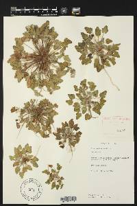 Erodium texanum image