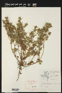 Geranium texanum image