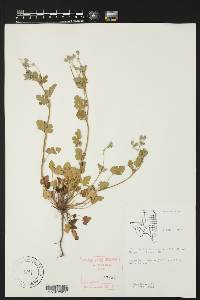 Geranium texanum image