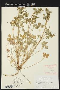 Geranium texanum image