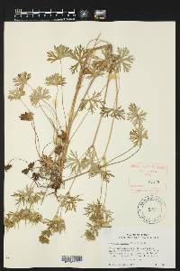 Geranium texanum image