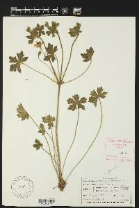 Geranium bicknellii image