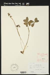 Oxalis drummondii image