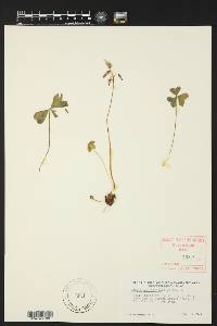 Oxalis drummondii image