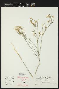 Linum hudsonioides image