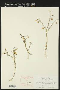 Linum pratense image