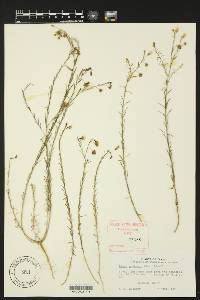 Linum pratense image