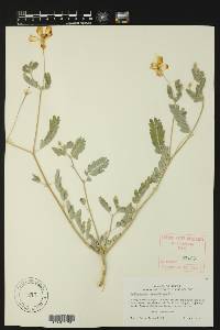 Kallstroemia grandiflora image