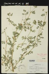 Kallstroemia parviflora image