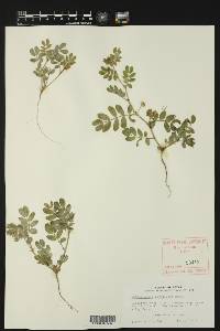 Kallstroemia parviflora image