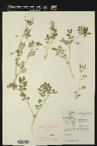 Kallstroemia parviflora image