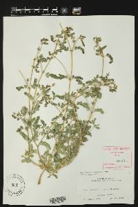 Kallstroemia parviflora image