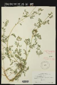 Kallstroemia parviflora image