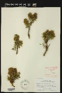 Porlieria angustifolia image