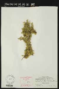 Porlieria angustifolia image