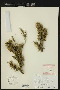 Porlieria angustifolia image