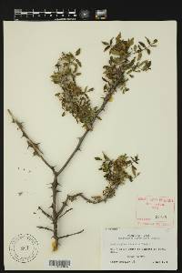 Zanthoxylum hirsutum image