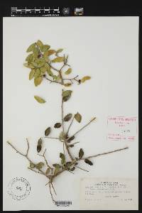 Ilex vomitoria image