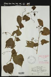 Ampelopsis cordata image