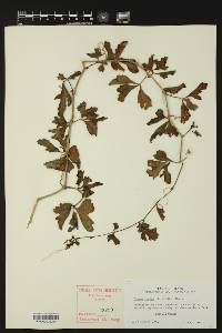 Cissus trifoliata image
