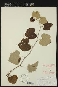 Vitis mustangensis image