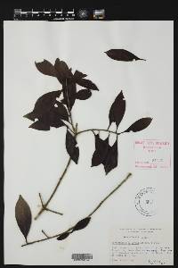 Ternstroemia sylvatica image