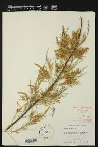 Tamarix gallica image