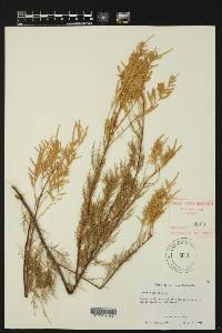 Tamarix gallica image